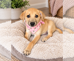 Small Photo #2 Aussiedor Puppy For Sale in Phoenix, AZ, USA