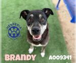 Small #2 American Pit Bull Terrier-German Shepherd Dog Mix