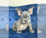 Small Photo #95 French Bulldog Puppy For Sale in CHARLOTTE, NC, USA