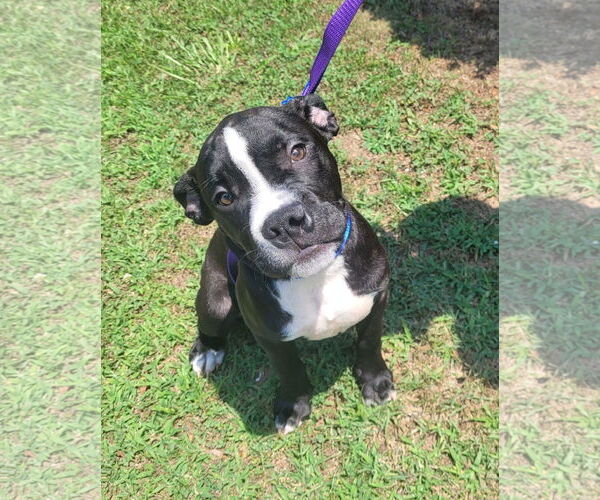 Medium Photo #7 American Pit Bull Terrier-Unknown Mix Puppy For Sale in Spotsylvania, VA, USA