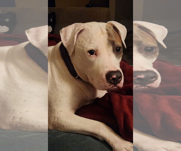 Medium Photo #21 Mutt Puppy For Sale in Philadelphia, PA, USA