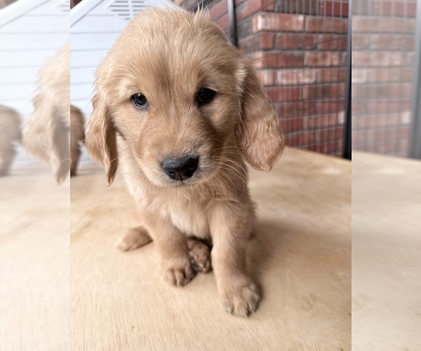Medium Photo #3 Golden Retriever Puppy For Sale in PORTALES, NM, USA