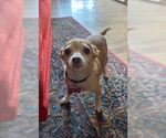Small #5 Chihuahua Mix