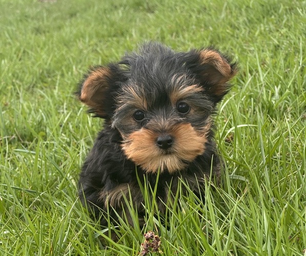 Medium Photo #2 Yorkshire Terrier Puppy For Sale in CANOGA, NY, USA