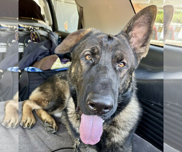 Medium Photo #7 German Shepherd Dog Puppy For Sale in Plantation, FL, USA