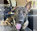 Small #6 German Shepherd Dog