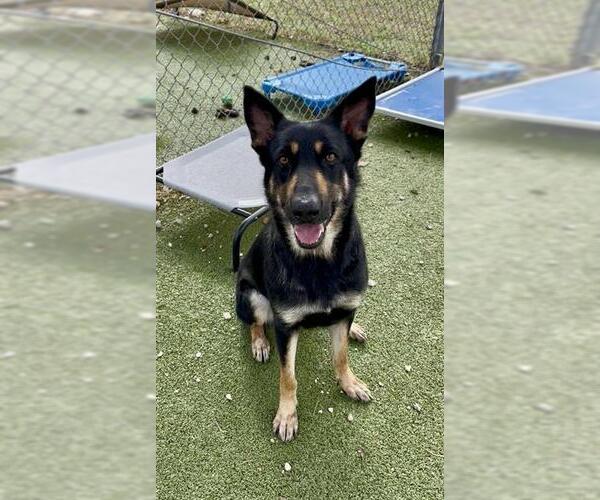 Medium Photo #1 German Shepherd Dog-Unknown Mix Puppy For Sale in Pasadena, TX, USA