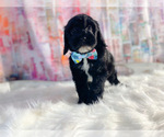 Small Photo #3 Miniature Labradoodle Puppy For Sale in KINSTON, NC, USA