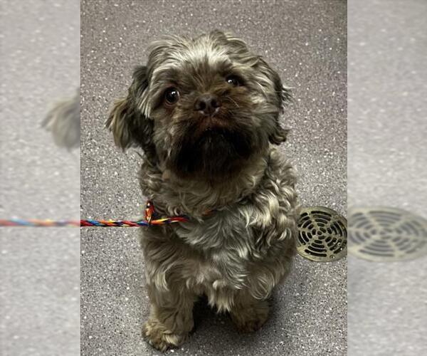 Medium Photo #1 Shinese Puppy For Sale in Tracy, CA, USA