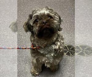 Shinese Dogs for adoption in Tracy, CA, USA