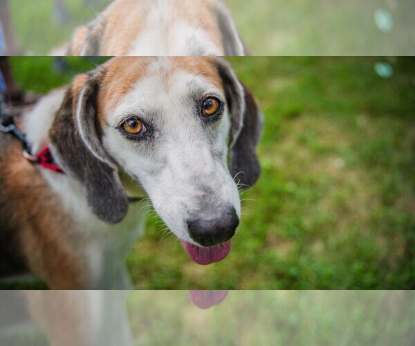 Medium Photo #25 Mutt Puppy For Sale in Oakhurst, NJ, USA