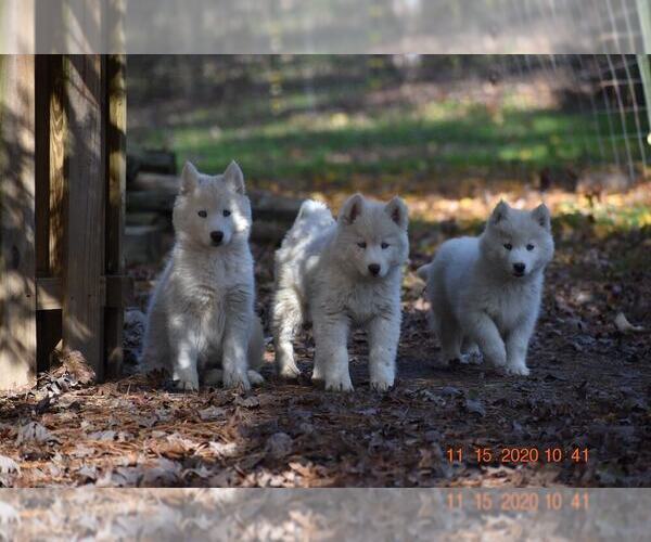 Medium Photo #4 Siberian Husky Puppy For Sale in DINWIDDIE, VA, USA