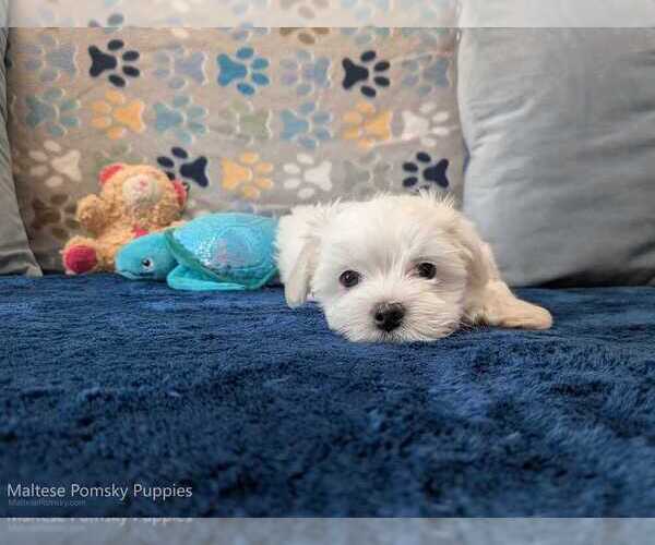 Medium Photo #1 Maltese Puppy For Sale in OCALA, FL, USA