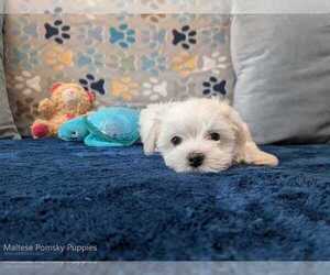 Maltese Puppy for sale in OCALA, FL, USA