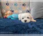 Image preview for Ad Listing. Nickname: Litter of 3