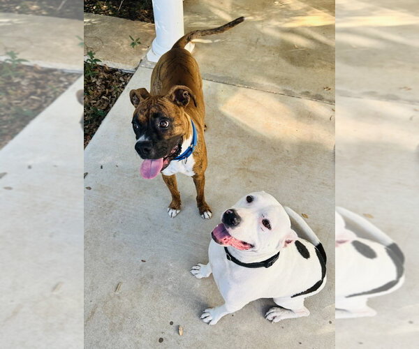 Medium Photo #2 Boxer Puppy For Sale in Austin, TX, USA