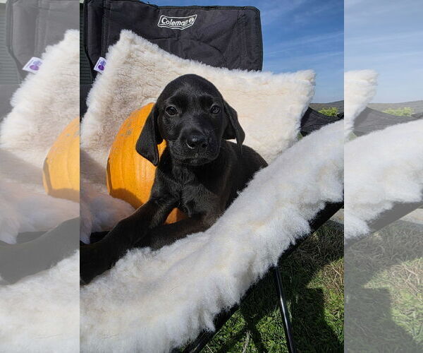 Medium Photo #1 Labrador Retriever-Unknown Mix Puppy For Sale in SHERBURNE, NY, USA
