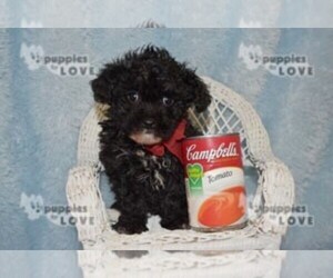 Poodle (Toy) Puppy for sale in SANGER, TX, USA