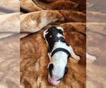 Small #5 Sheepadoodle