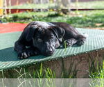 Small #8 Sheprador
