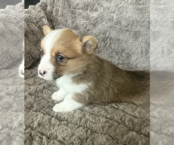 Medium Photo #6 Pembroke Welsh Corgi Puppy For Sale in BAYTOWN, TX, USA