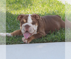 Bulldog Puppy for Sale in BLOOMINGTON, California USA