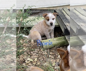 Australian Cattle Dog Puppy for sale in WINDSOR, MO, USA
