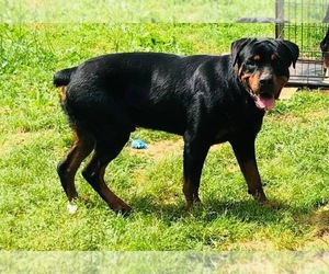 Father of the Rottweiler puppies born on 05/28/2022