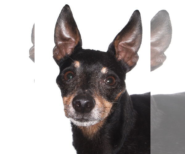 Medium Photo #1 Chiweenie Puppy For Sale in Oakland Park, FL, USA