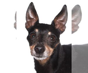 Chiweenie Dogs for adoption in Oakland Park, FL, USA