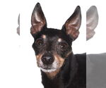 Small Chiweenie