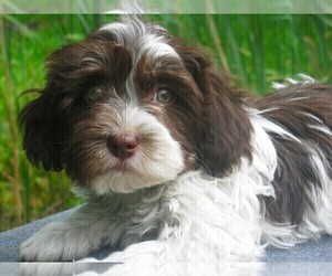 Havanese Puppy for sale in WILSON, NY, USA