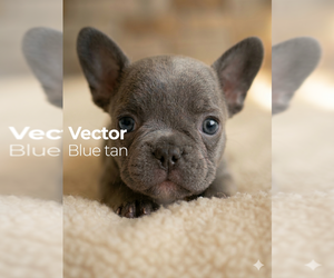 French Bulldog Puppy for sale in RENTON, WA, USA