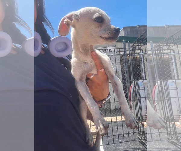 Medium Photo #4 Chihuahua-Unknown Mix Puppy For Sale in Grafton, WI, USA