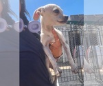 Small #3 Chihuahua Mix