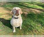 Small Photo #1 Labrador Retriever Puppy For Sale in FREDERICKSBURG, VA, USA