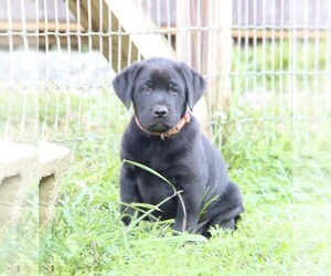 Labrador Retriever Puppy for sale in HYDE PARK, VT, USA