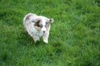 Small #6 Miniature Australian Shepherd