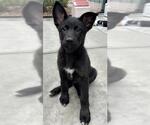 Small #1 Gerberian Shepsky