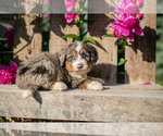 Puppy Karmen Bernedoodle (Miniature)
