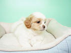 Small Photo #3 Maltipoo Puppy For Sale in LAS VEGAS, NV, USA