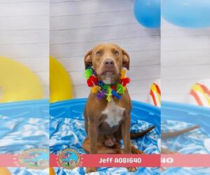 Labrador Retriever-Unknown Mix Dogs for adoption in Mobile, AL, USA