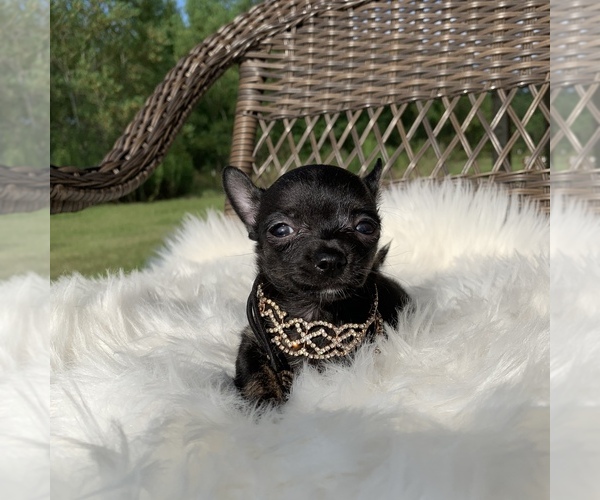 Medium Photo #6 Chihuahua Puppy For Sale in HOUSTON, TX, USA