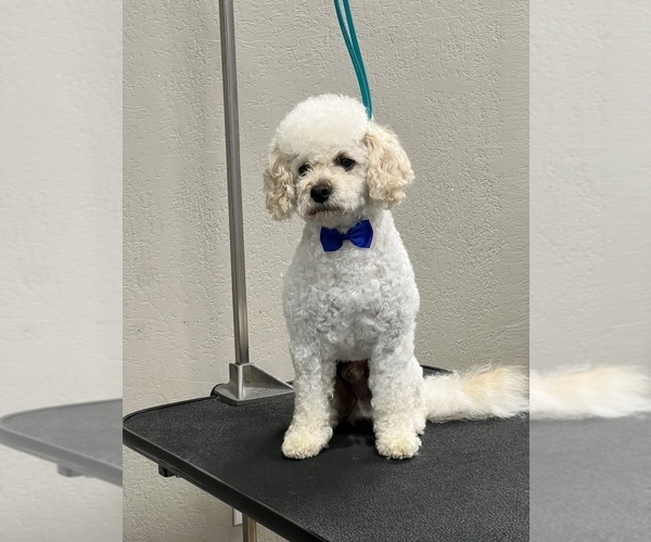 Medium Photo #1 Goldendoodle mix (+ Poodle Miniature) Puppy For Sale in KNOXVILLE, TN, USA
