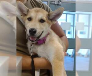 German Shepherd Dog-Unknown Mix Dogs for adoption in Oklahoma City, OK, USA