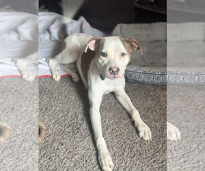 American Pit Bull Terrier Dogs for adoption in Woodland, CA, USA