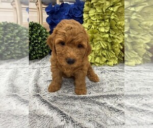 Double Doodle Puppy for sale in LAGRANGE, GA, USA