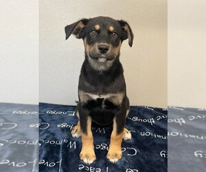 Siberian Husky-Unknown Mix Dogs for adoption in Osgood, IN, USA