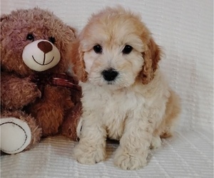 Cockapoo (Miniature) Puppy for sale in FITZGERALD, GA, USA