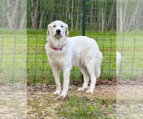 Medium Photo #12 Great Pyrenees-Unknown Mix Puppy For Sale in Houston, TX, USA